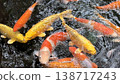 A photograph of beautiful golden carp. (Side view.) 138717243
