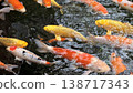 Beautiful golden carp and koi carp create ripples in the water. 138717343