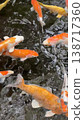 Outdoor swimming photos of carp with diverse orange and yellow patterns. 138717360