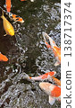 Photos of carp swimming 138717374