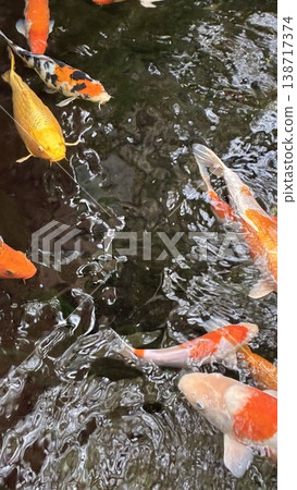 鯉魚游泳的照片 鯉魚游泳的照片 138717374
