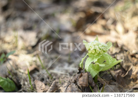 Fukinoenna Fukinoenna 138717560