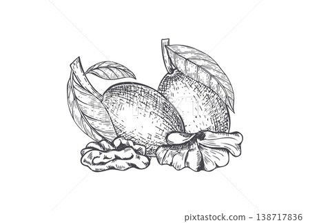 Walnut sketch with whole ripening nuts and kernels. Hand drawn nut with leaves engraved vector illustration. Healthy organic food botanical drawing for menu, package and culinary design. Walnut sketch with whole ripening nuts and kernels. Hand drawn nut with leaves engraved vector illustration. Healthy organic food botanical drawing for menu, package and culinary design. 138717836