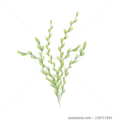 Watercolor green herb branch bouquet illustration. Spring botanical isolated sketch with meadow leaves for eco design. Natural element for greeting card, decoration and Easter celebration 138717991