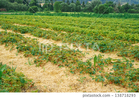 Strawberry Fragaria ananassa field with straw mulch rows, agricultural plantation, berry farming, organic cultivation, rural landscape, summer harvest Strawberry Fragaria ananassa field with straw mulch rows, agricultural plantation, berry farming, organic cultivation, rural landscape, summer harvest 138718293