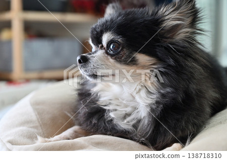 一隻老年犬在客廳消磨時光：長毛吉娃娃 138718310