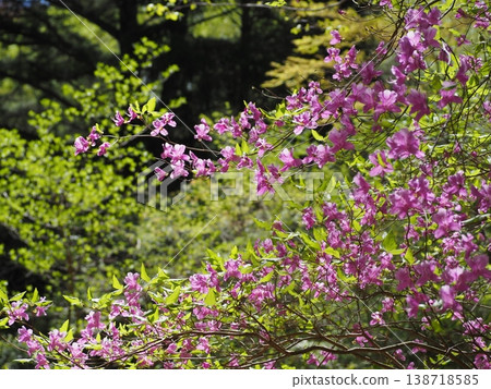 Small-leaved azalea in the mountains Small-leaved azalea in the mountains 138718585