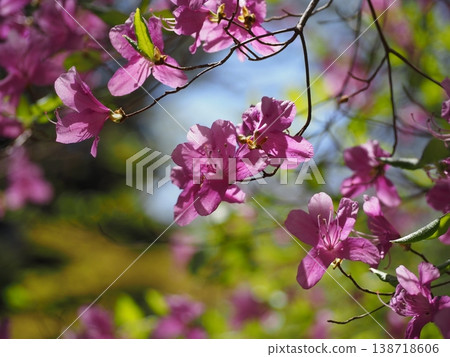 Small-leaved azalea in the mountains Small-leaved azalea in the mountains 138718606