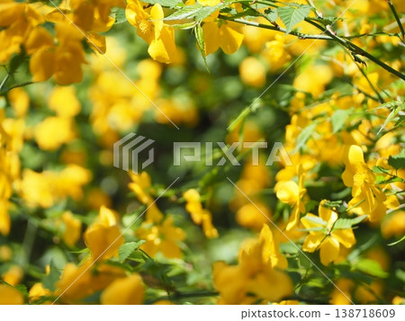 Kinshibai Kinshibai 138718609