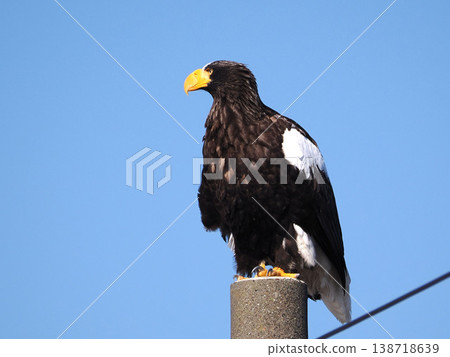 Steller's sea eagle perched on a telephone pole Steller's sea eagle perched on a telephone pole 138718639