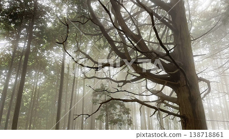 籠罩在濃霧中的雪松林一片寂靜，暮色籠罩下是一幅如夢似幻的景象。 138718861