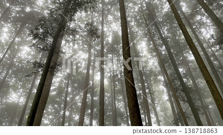 The silence of a cedar forest shrouded in deep mist, a fantastical landscape bathed in twilight. The silence of a cedar forest shrouded in deep mist, a fantastical landscape bathed in twilight. 138718863