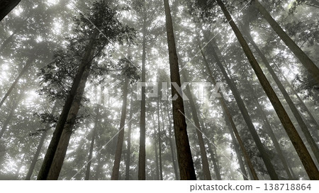 The silence of a cedar forest shrouded in deep mist, a fantastical landscape bathed in twilight. The silence of a cedar forest shrouded in deep mist, a fantastical landscape bathed in twilight. 138718864