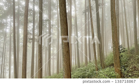 The silence of a cedar forest shrouded in deep mist, a fantastical landscape bathed in twilight. The silence of a cedar forest shrouded in deep mist, a fantastical landscape bathed in twilight. 138718867