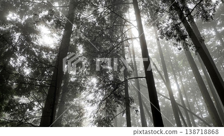 籠罩在濃霧中的雪松林一片寂靜，暮色籠罩下是一幅如夢似幻的景象。 138718868