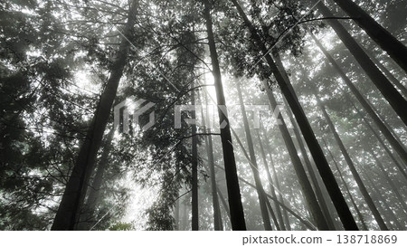 The silence of a cedar forest shrouded in deep mist, a fantastical landscape bathed in twilight. The silence of a cedar forest shrouded in deep mist, a fantastical landscape bathed in twilight. 138718869