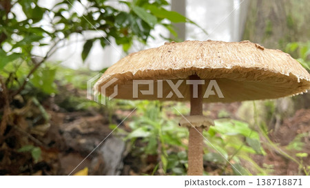Wild mushrooms standing in a misty forest Wild mushrooms standing in a misty forest 138718871