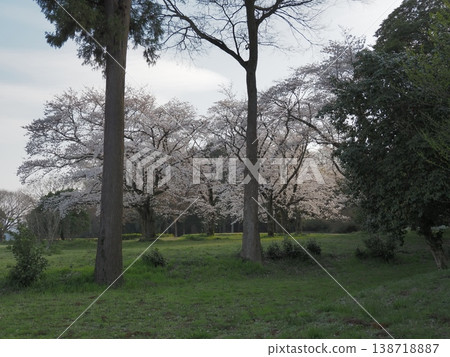 櫻花的風景 櫻花的風景 138718887