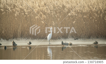 Hwarang Lake 138718905
