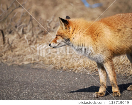The "begging fox" that appears on the Notsuke Peninsula The "begging fox" that appears on the Notsuke Peninsula 138719049