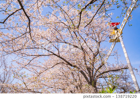 Meito Children's Land Todagawa in Spring: Cherry Blossoms in Full Bloom and the Cycle Monorail (Nagoya City, Aichi Prefecture) Meito Children's Land Todagawa in Spring: Cherry Blossoms in Full Bloom and the Cycle Monorail (Nagoya City, Aichi Prefecture) 138719220