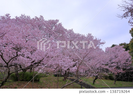 Edohigan cherry trees in the park Edohigan cherry trees in the park 138719264