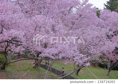 Edohigan cherry trees in the park Edohigan cherry trees in the park 138719265