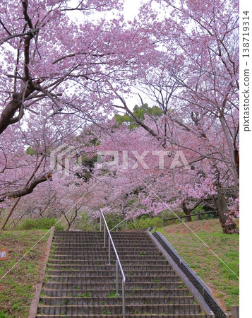 Edohigan cherry trees and stairs in the park Edohigan cherry trees and stairs in the park 138719314
