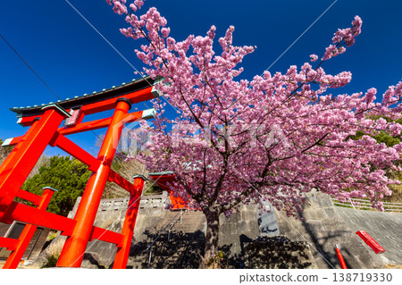 The striking vermilion torii gate and main hall of Moroishi Shrine in Iwachi, Matsuzaki-cho, Kamo-gun, Shizuoka Prefecture, and the vibrant pink Kawazu cherry blossoms in full bloom. 138719330