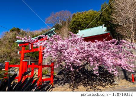 The striking vermilion torii gate and main hall of Moroishi Shrine in Iwachi, Matsuzaki-cho, Kamo-gun, Shizuoka Prefecture, and the vibrant pink Kawazu cherry blossoms in full bloom. The striking vermilion torii gate and main hall of Moroishi Shrine in Iwachi, Matsuzaki-cho, Kamo-gun, Shizuoka Prefecture, and the vibrant pink Kawazu cherry blossoms in full bloom. 138719332