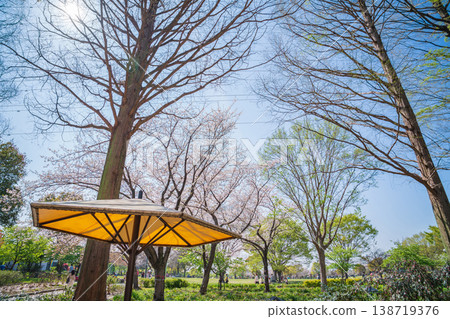 春天,名古屋市(愛知縣)的戶田川綠地(一座農業文化公園)櫻花盛開。 春天,名古屋市(愛知縣)的戶田川綠地(一座農業文化公園)櫻花盛開。 138719376