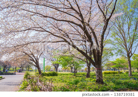 春天，名古屋市（愛知縣）的戶田川綠地（一座農業文化公園）櫻花盛開。 138719381