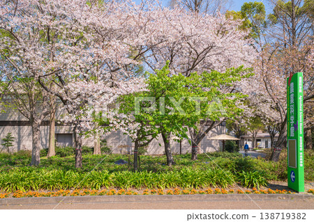 Cherry blossoms in full bloom at Todagawa Green Space, an agricultural and cultural park in spring (Nagoya City, Aichi Prefecture) 138719382