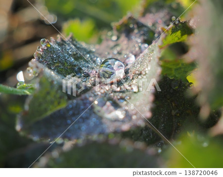 Leaves wetted by morning dew Leaves wetted by morning dew 138720046