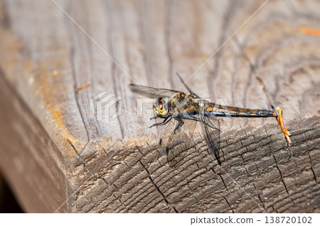 Close-up of a dragonfly perched on a tree. 138720102