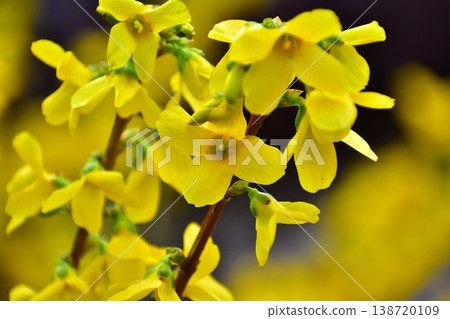 Continuous flowers Continuous flowers 138720109