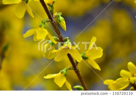 Continuous flowers Continuous flowers 138720110