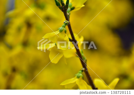 Continuous flowers Continuous flowers 138720111
