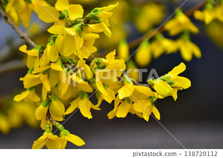 Continuous flowers Continuous flowers 138720112