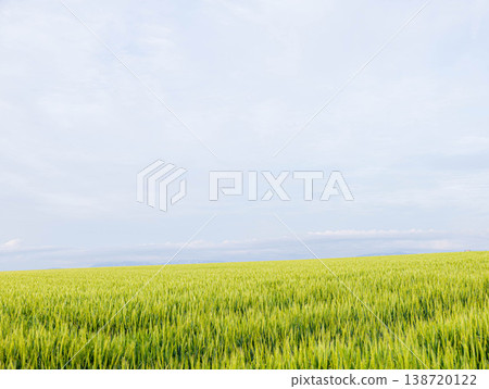在初夏陰沉的天空下,北海道美瑛山上的一片綠色麥田沙沙作響。 在初夏陰沉的天空下,北海道美瑛山上的一片綠色麥田沙沙作響。 138720122