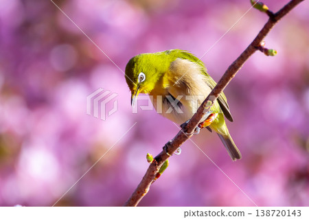 Ida, Numazu City, Shizuoka Prefecture Early-blooming Kawazu cherry blossoms and white-eye bright pink Ida, Numazu City, Shizuoka Prefecture Early-blooming Kawazu cherry blossoms and white-eye bright pink 138720143