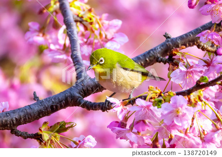 Ida, Numazu City, Shizuoka Prefecture Early-blooming Kawazu cherry blossoms and white-eye bright pink Ida, Numazu City, Shizuoka Prefecture Early-blooming Kawazu cherry blossoms and white-eye bright pink 138720149