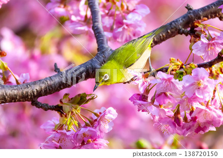 Ida, Numazu City, Shizuoka Prefecture Early-blooming Kawazu cherry blossoms and white-eye bright pink Ida, Numazu City, Shizuoka Prefecture Early-blooming Kawazu cherry blossoms and white-eye bright pink 138720150