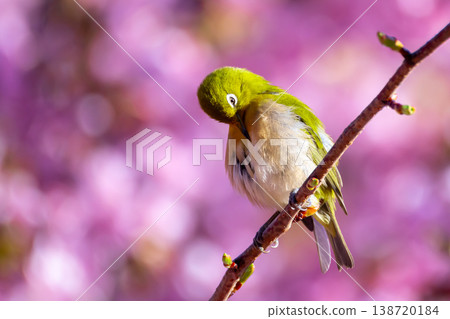 Ida, Numazu City, Shizuoka Prefecture: Bright pink early-blooming Kawazu cherry blossoms and a Japanese white-eye preening its feathers. Ida, Numazu City, Shizuoka Prefecture: Bright pink early-blooming Kawazu cherry blossoms and a Japanese white-eye preening its feathers. 138720184