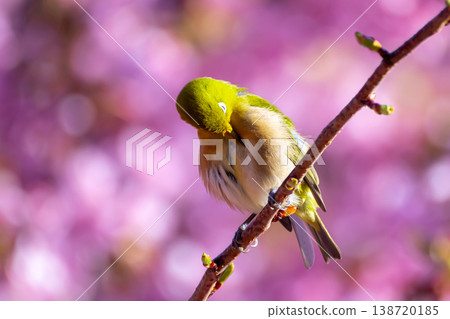 Ida, Numazu City, Shizuoka Prefecture: Bright pink early-blooming Kawazu cherry blossoms and a Japanese white-eye preening its feathers. Ida, Numazu City, Shizuoka Prefecture: Bright pink early-blooming Kawazu cherry blossoms and a Japanese white-eye preening its feathers. 138720185