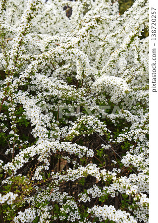 Yukiyanagi(Yukiyanagi) Yukiyanagi(Yukiyanagi) 138720257