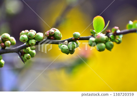 Bud of killing Bud of killing 138720359