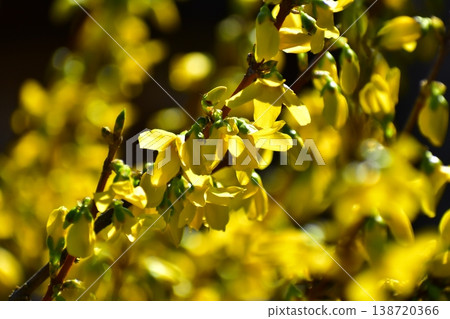 Continuous flowers Continuous flowers 138720366