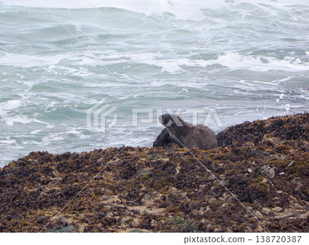 A sea otter resting on a rock 138720387