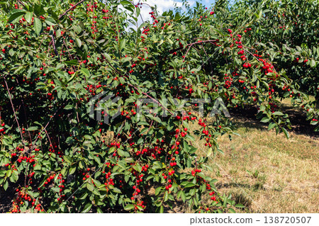 Many fruit trees with green leaves twig and many red ripe tasty juicy dessert cherry berries growing in orchard. Natural eco fruit garden background. Organic nutritious agribusiness concept Many fruit trees with green leaves twig and many red ripe tasty juicy dessert cherry berries growing in orchard. Natural eco fruit garden background. Organic nutritious agribusiness concept 138720507